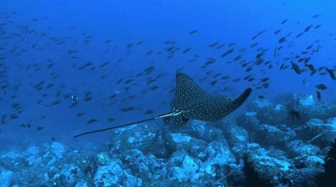 网友热评：小小水族馆官方下载地址及安装链接分享推荐