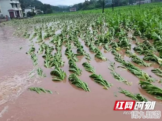 青草韩国战争游戏：极日让我们团结一心，共同迎接挑战，创造美好未来