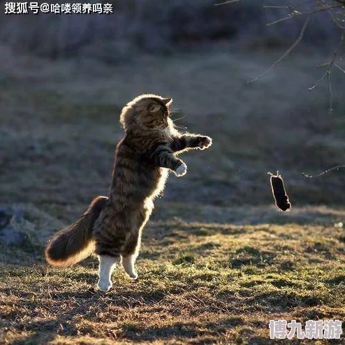 毛茸茸的小猫学习新的狩猎技巧掌握了扑击飞虫的技巧