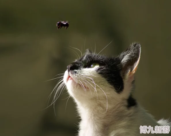 毛茸茸的小猫学习新的狩猎技巧掌握了扑击飞虫的技巧