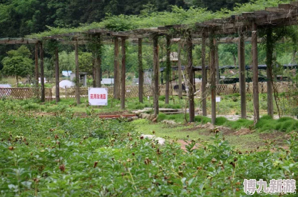 田中宁子深入偏远山区探寻古老草药及其在现代医学中的应用价值