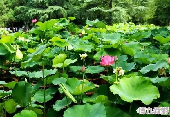 莲花开预示盛世到来完整标题为凌波仙子