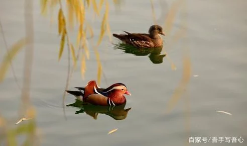 云雨春情鸳鸯交颈缠绵悱恻情意浓浓春宵一刻值千金