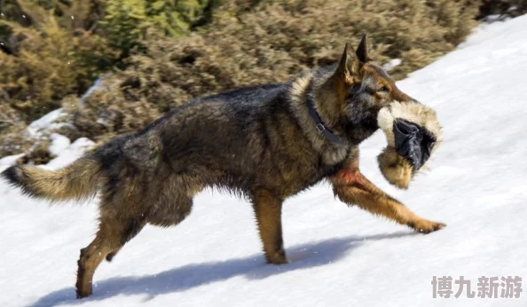 嗯np狼犬丹尼勇敢无畏忠诚相伴温暖人心