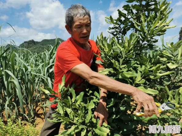 天一天干夜夜爽日日种植基地喜迎丰收产量创新高