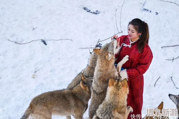 女人与大狼交据说现场还有其他动物围观引来众多游客拍照