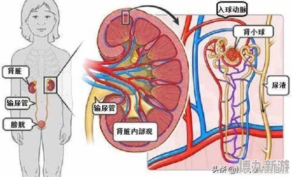 铃口锁精play危害身心健康，容易造成泌尿系统感染等问题